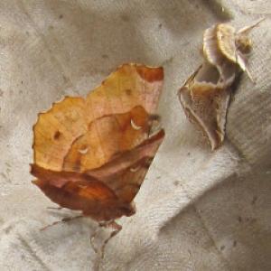 Early Thorn Moth