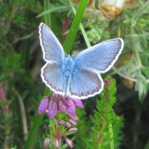 Male Silver Studded Blue Butterfly4